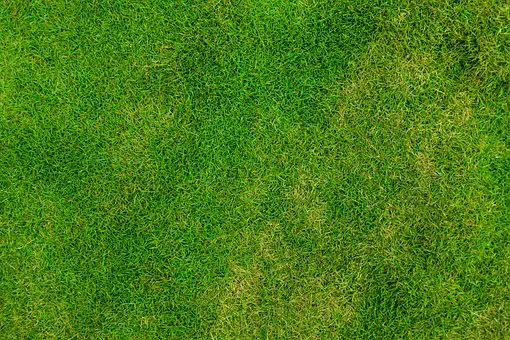 Gazon regarnissage sans préparation