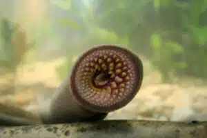 Lamproie : Un Poisson Unique et Intéressant à Connaître lamproie