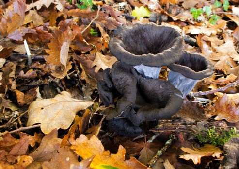 trompette de la mort