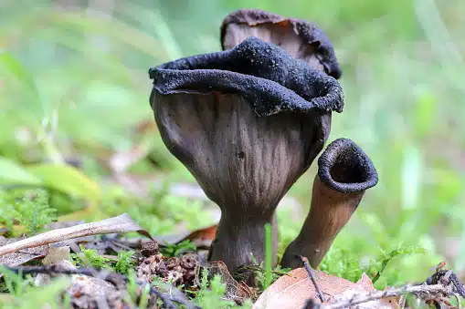 Trompette de la mort : champignon rare, savoureux et recettes