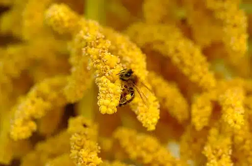 fleur palmier abeille