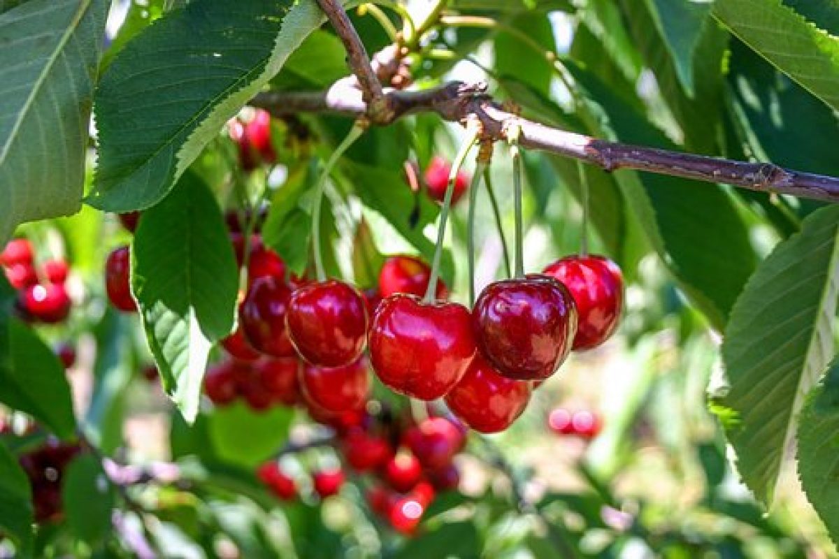 Cerise De Montmorency Pr sentation Histoire Bienfaits Et Utilisations