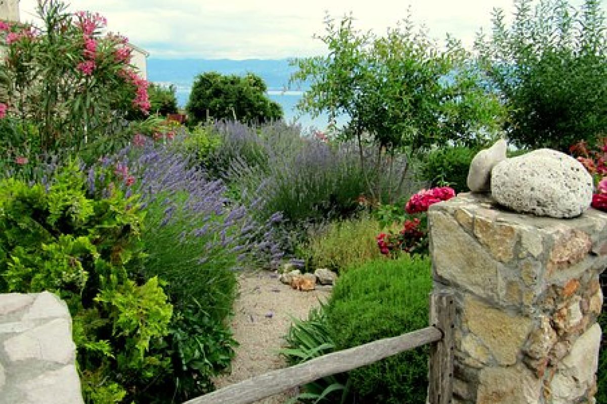 Fleurs vivaces longue floraison plein soleil