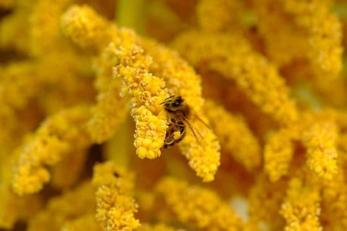 fleur palmier abeille