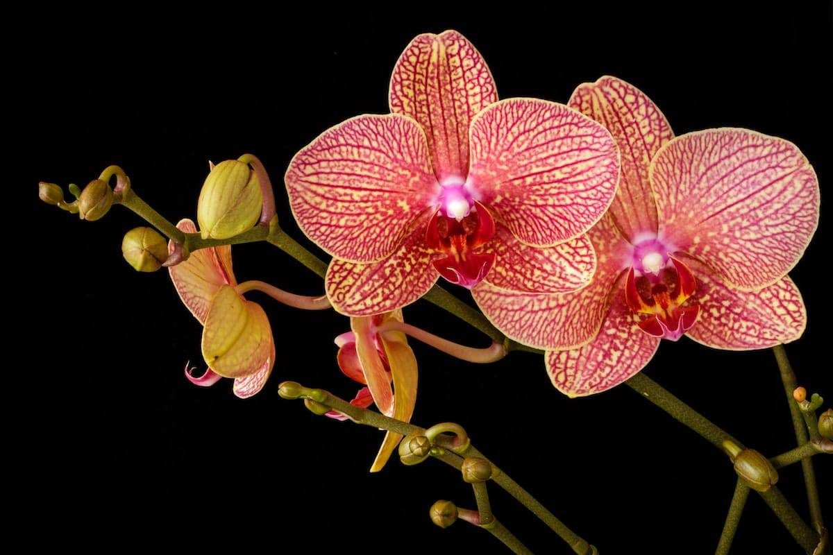 Comment rempoter une Orchidée