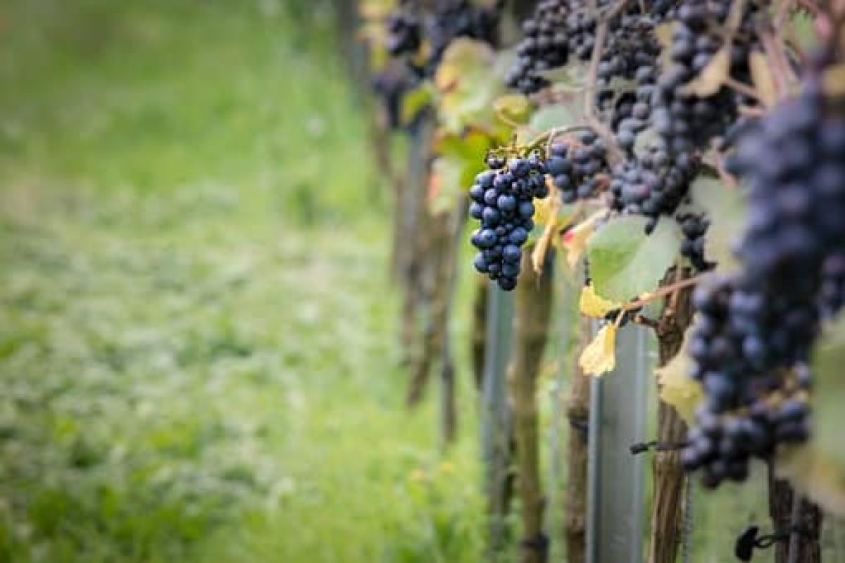 Quels sont les principaux vins de bourgogne